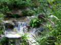 cascade de jardin japonais et exotique