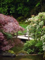 pont et erable japonais