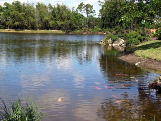 Une profusion de tr&egrave;s belles carpes koi 