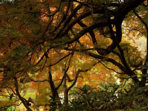 Les &eacute;rables dans le jardin japonais de Kyoto